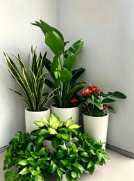 鄞州绿植租摆定制-海曙绿化养护团队-慈溪绿化养护经验-宁波绿植租摆新闻